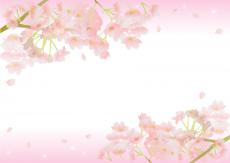 桜(春向けバルーン電報)